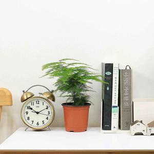 아스파라거스 나누스 음지식물 실내공기정화식물 인테리어