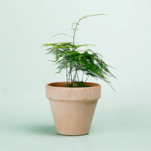 아스파라거스_이태리토분 바소 인테리어식물 실내공기정화식물