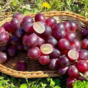 신선한 수입 크림슨 포도 500g 외 800g/ 2.4kg