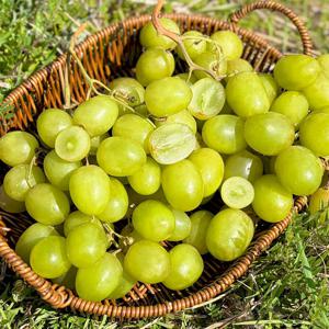 탱글탱글 수입산 오톰 크리스피 포도 500g 외 800g/ 2.4kg