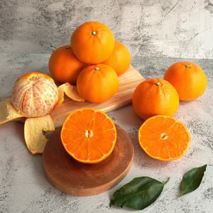 제주 고당도 천혜향 3kg (대과 11-13과)