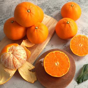 제주 고당도 천혜향 10kg (왕특과 16-26과)