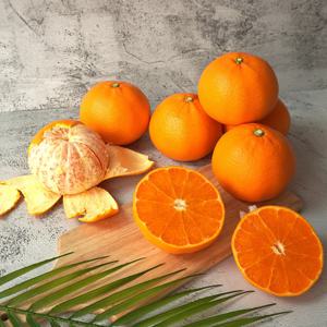 제주 고당도 천혜향 10kg (대과 32-36과)