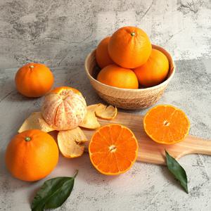 제주 고당도 천혜향 5kg (왕특과  8-13과)