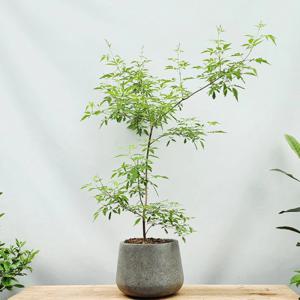 바이텍스 보라꽃 식물 인테리어 개업 이사 승진 축하화분