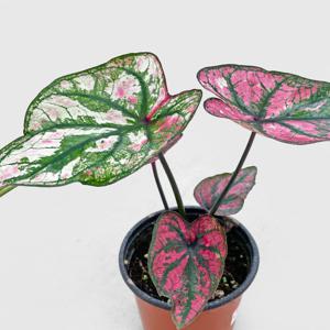 칼라디움 퍼플라이트 싱그러운 소형 식물 모종