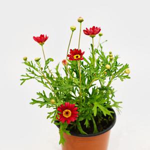 스칼렛레드 목마가렛 싱그러운 소형 식물 모종