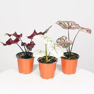 칼라디움(랜덤) 키우기쉬운 실내공기정화식물 인테리어식물 소형 모종