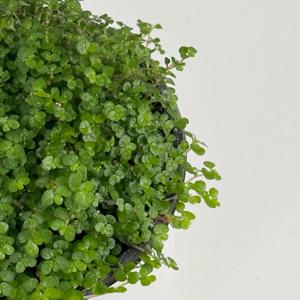 천사의눈물 포트