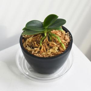 미니 풍란 식재 세트 화분 선물 집들이 개업 선물 세트