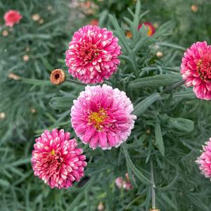 교토사랑 이야기 목마가렛 소형 꽃모종 페라고늄 유럽제라늄