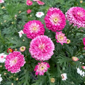 스매쉬 스트로베리 크림 목마가렛 소형 야생화 꽃모종 반려식물 화단가꾸기