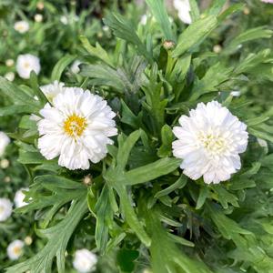 슈거리 수플레 목마가렛 소형 야생화 꽃모종 반려식물 화단가꾸기