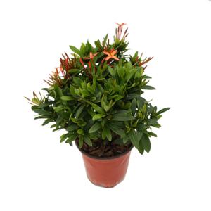 익소라 꽃 화분 미니 꽃화분 모종 키우기