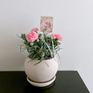 카네이션 화분 토분 어버이날 스승의날 가정의달부모님선물 생화 핑크 레드