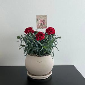 카네이션 화분 토분 어버이날 스승의날 가정의달부모님선물 생화 레드