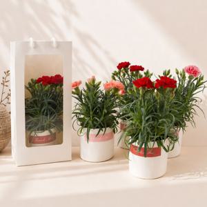 가정의달 카네이션 커버화분 세트 어버이날 카네이션 생화 꽃바구니 화분 스승의날