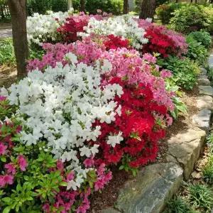 [같이가치농원]철쭉 나무 묘목 3종 세트모음 (영산홍5 자산홍5 백철쭉5) 총15주  (같이가치농원)