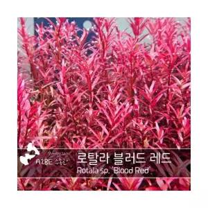 [에이투비]붉은 초보자용 수초 / 로탈라 블러드 레드 / 5촉