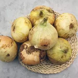 [롯데백화점]남도사랑 26년 무안 햇양파 중 3kg
