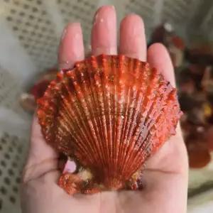 당일조업 싱싱한 통영 제철 비단가리비1kg