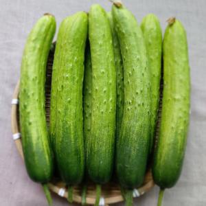 오이맛집 당일수확 백다다기 오이 5kg(25개내외) 백오이