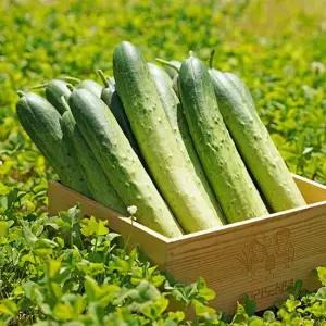 수분가득 프리미엄 백다다기 오이 특 5kg