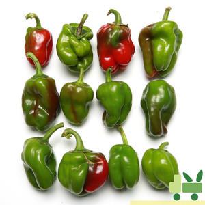 청피망 1Kg (보통)
