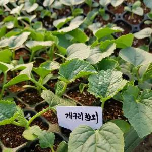 [모종모종]개구리참외 모종 2개(성환참외)희귀모종 판매합니다(구매시 2개씩입니다)