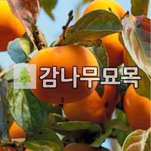 감나무 묘목 부유단감 R3cm 결실주