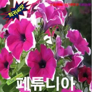 (씨앗나라) 페튜니아 혼합 15립 식물키우기 실내정원 모종 심기 종묘사 판매 야생화 꽃씨 허브 씨앗