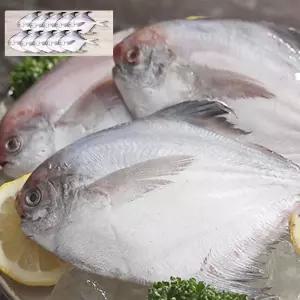 홈쇼핑 국내산 자연산 손질 은병어 15마리