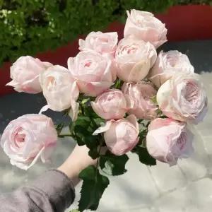오후의 꽃 맨스필드 미니 장미 맨스필드파크 꽃다발 꽃배달 싼곳