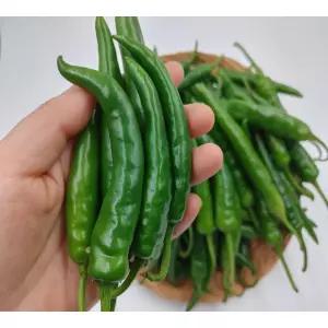 고추 국산 청양고추 상 500g 야채맘
