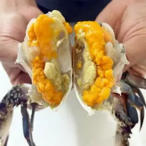제철 꽃게 활 암꽃게 1kg 봄 가을 암꽃게 속이 꽉찬 꽃게 급냉 서해안 산지