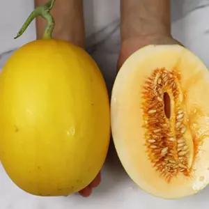 경북 고령 골드 하미과 메론 3kg