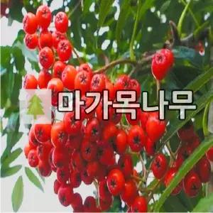 마가목나무 묘목 실생2년 포트묘 4개
