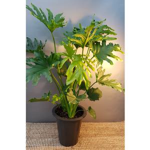 호프셀렘(대품) 수경재배가능해요 높이 50~70cm