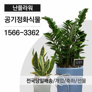 공기정화식물/축하화분/개업식화분/실내인테리어식물/전국당일3시간배달/난플라워