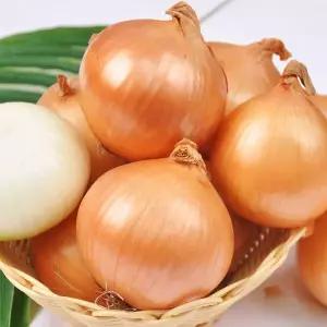 [푸르젠][오늘출발] [선별배송] 26년산 햇양파 10kg(특 150g 이상)