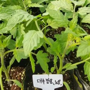 노랑대추방울 토마토 모종