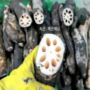[초록땅] 파지 연근 2kg 3kg 국내산 무농약 10년째