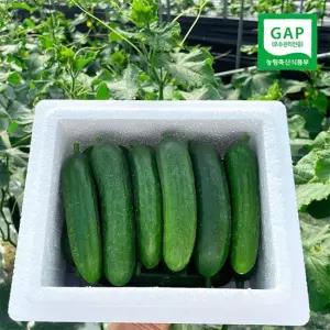 수분 가득 양주농부 클로렐라 미니오이 1kg (15개-20개)