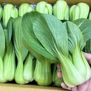 새벽시장 국내산 특품 청경채 샤브샤브 편백찜 샤브샤브용 4kg(1박스)