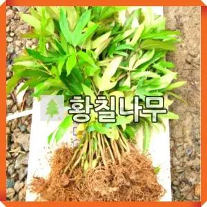 황칠나무 묘목 실생1년 포트묘 5개묶음