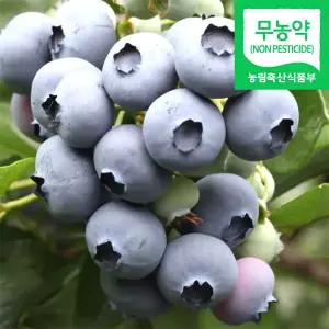 (냉동) 블루베리생과 2kg / 국내산 냉동 생블루베리 / 왕품 크기(1.7cm이상)