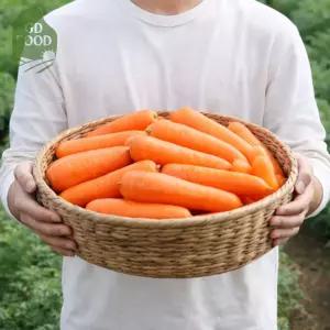 건담농수산 제주 구좌 세척당근 생당근 라페용 홍당무