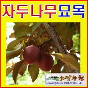 GZ(소망)자두나무 묘목(추희)/접목1년2그루