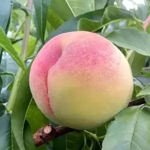 국내산 하우스 복숭아 황도 백도 복숭아 500g 중소과