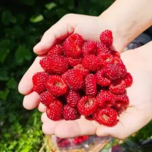 산해직송 프리미엄 산딸기 500g 1kg